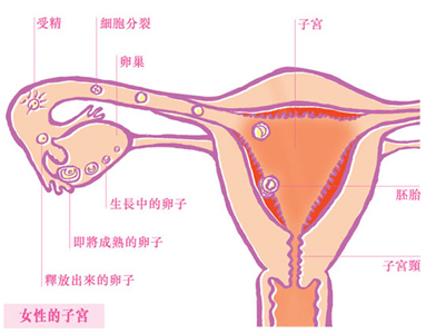 <b>子宫内膜异位不孕与自身免疫有关</b>